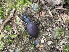 Scaphinotus angusticollis