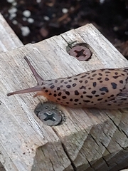 Limax maximus