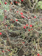 Ibervillea tenuisecta