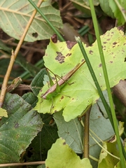 Conocephalus fasciatus