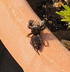 Phidippus