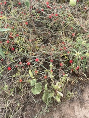 Ibervillea tenuisecta