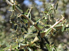 Atamisquea emarginata