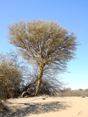 Geoffroea decorticans