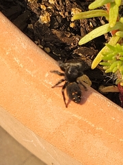 Phidippus