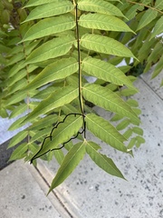 Magnoliopsida
