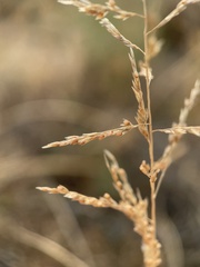 Sporobolus cryptandrus