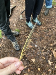 Colaptes auratus luteus