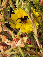Phidippus