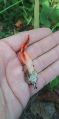 Pseudocolus fusiformis