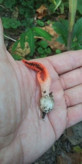 Pseudocolus fusiformis