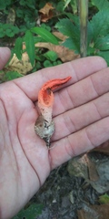 Pseudocolus fusiformis
