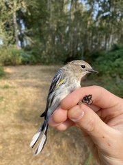 Setophaga coronata coronata