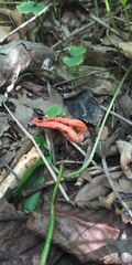 Pseudocolus fusiformis