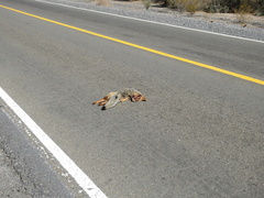 Lycalopex gymnocercus