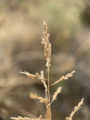 Sporobolus cryptandrus