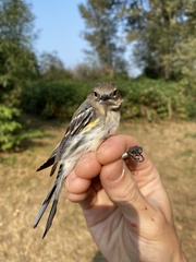 Setophaga coronata coronata