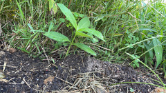Asclepias syriaca