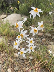Leucocoryne coronata