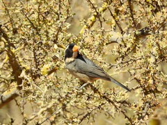 Saltator aurantiirostris