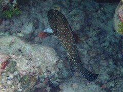 Cephalopholis cyanostigma