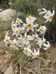 Leucocoryne coronata