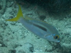 Scolopsis monogramma