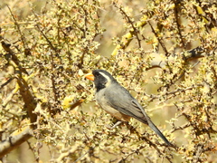 Saltator aurantiirostris