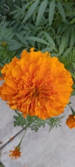 Tagetes erecta