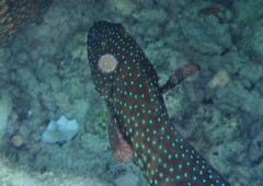 Cephalopholis cyanostigma