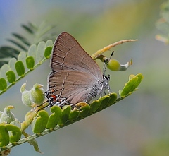 Satyrium ilavia