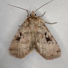 Xestia normanianus