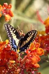 Papilio polyxenes rudkini