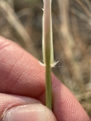 Sporobolus cryptandrus