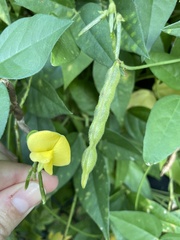 Vigna luteola
