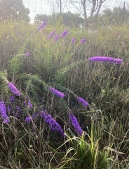Liatris punctata