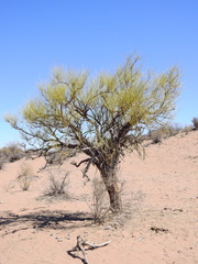 Ephedra boelckei