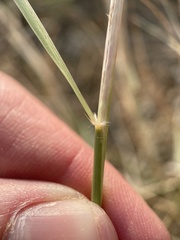 Sporobolus cryptandrus