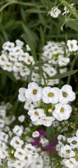 Lobularia