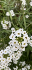 Lobularia