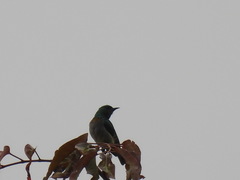 Anthreptes rectirostris tephrolaemus