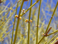 Ephedra boelckei