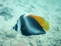 Heniochus singularius