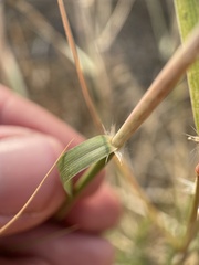 Sporobolus cryptandrus