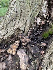Coprinus