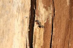 Camponotus