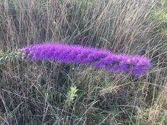 Liatris punctata