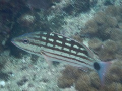 Lutjanus decussatus