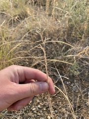 Sporobolus cryptandrus