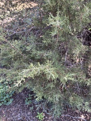 Juniperus californica